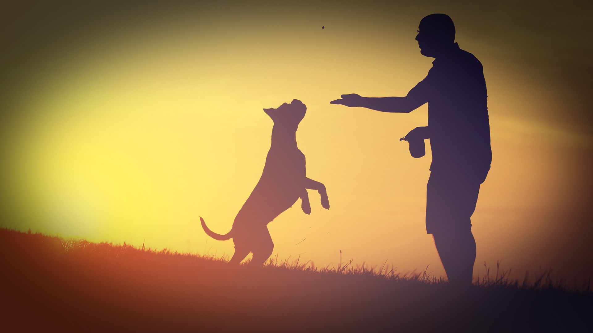 Heart In Diamond for Pets Pets Fur or Cremated Ashes to Diamonds