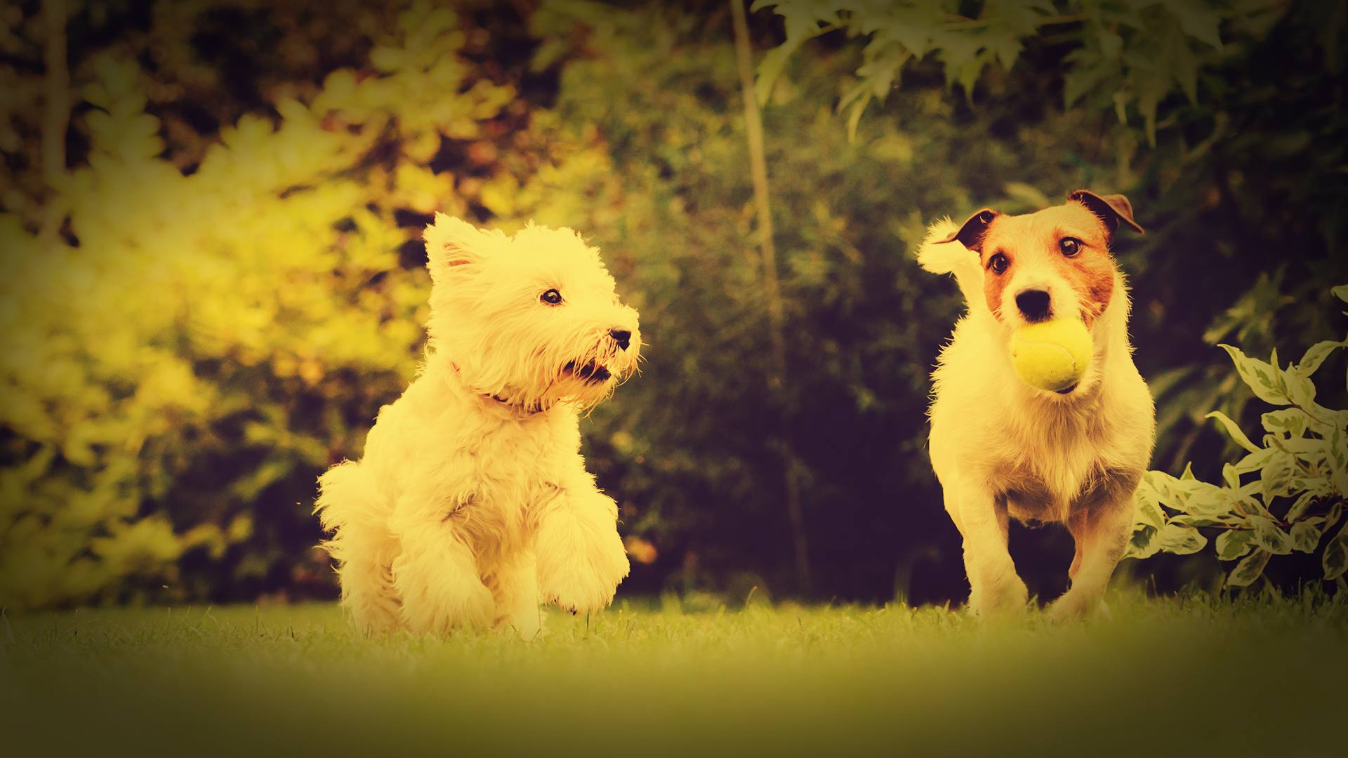 Heart In Diamond for Pets Pets Fur or Cremated Ashes to Diamonds