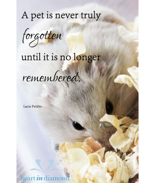 Lovely Pets