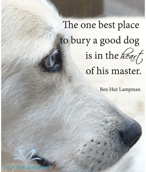 Lovely Pets