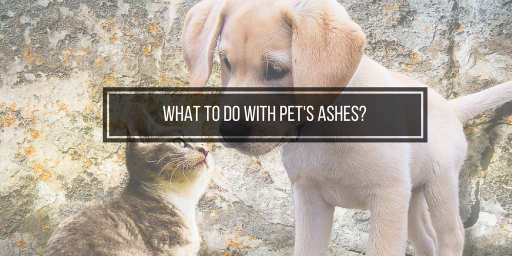 What To Do With Pet S Ashes