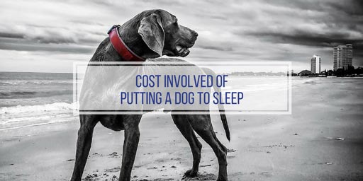How much does it cost to put a dog to sleep?