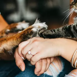 Manos de una persona y su mascota unidas