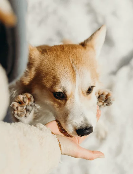Cachorro sostenido con ternura