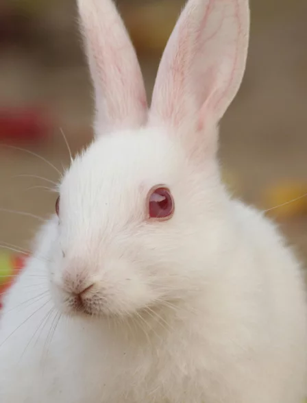 Conejo blanco en primer plano