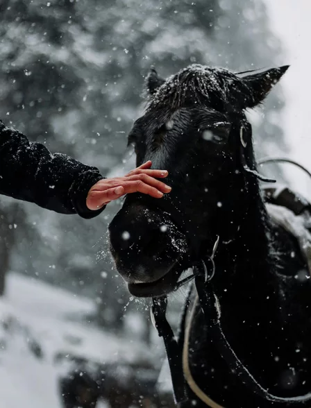 Caballo negro en la nieve