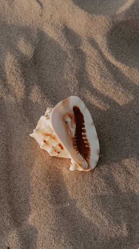 Material orgánico natural